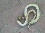 بالصور: العثور على أفاعي سامة داخل مدرسة الراشدية في مدينة اللد